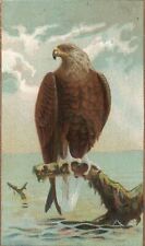 1880s-90s Eagle Bird on a Tree Limb Ocean & Sky in Background Trade Card picture