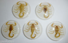 Insect Cabochon Golden Scorpion Round 38.5 mm inner 35 mm on white 100 Pcs Lot picture