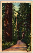 Postcard - A Road Through a Washington Forest, USA picture