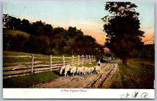 Vtg A New England Road Sheep Herding 1900s View Old Antique Postcard picture
