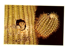 Vintage Animal  Postcard  BIRDS ELF OWL IN CACTUS    POSTED  1983 CHROME STAMP picture