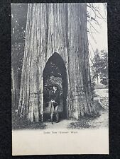 Everett Washington WA Cedar Tree And Bicycle Antique Photo Postcard picture