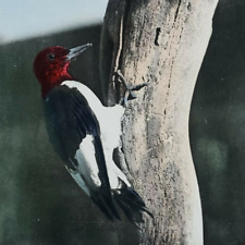 Red-Headed Woodpecker Bird Stereoview c1920 Keystone Hand-Tinted Color Tree P272 picture