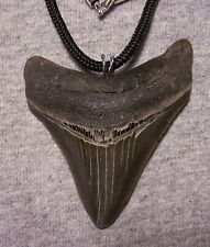 Megalodon shark tooth necklace 2 3/4
