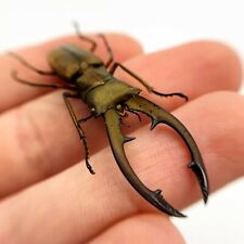 Longjaw Beetle (Cyclommatus tarandus) Insect Specimen Taxidermy picture