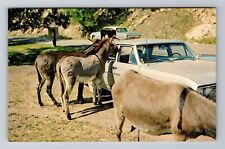 Black Hills SD-South Dakota, Donkeys Begging For Handout Vintage Postcard picture
