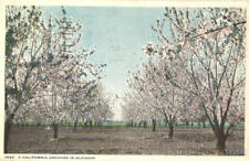 1934 A California Orchard In Blossom Neuner Corporation Antique Postcard Vintage picture