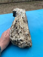 Texas Petrified Fossil Wood Large 21