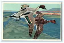 1939 American Pintail Ducks Birds Wildlife Series Unposted #13 Art Postcard picture