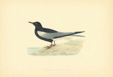 White-Winged Black Tern. Morris's British Birds. Antique colour print 1903 picture