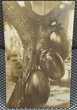 c.1900's Artistic Papaya Tree Fruit Close Up Antique RPPC 1910's picture