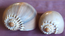 Two {2} Crowned Baler Melon Shells - Beautiful Colours and shapes. Beach Decore. picture