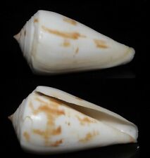 Seashell Conus lenavati CONE SNAIL 57.2mm F+++/GEM Superb Pattern Marine Species picture