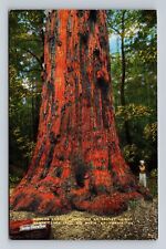 Big Basin CA-California Santa Clara Tree Worlds Largest Redwood Vintage Postcard picture