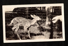 Antique Vintage Photograph Mysterious Hand Feeding Baby Deer picture