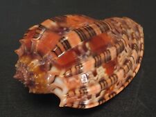 Superb Colors...HARPA HARPA~45.9mm/Gem~Indonesia SEASHELL picture