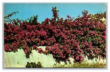 Bougainvillea Flowers in the Southland Postcard Posted Tavares, FL Florida 1952 picture