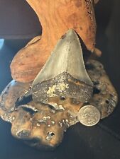 MEGALODON Fossil Giant Shark Teeth All Natural Large 3.52” HUGE COMMERCIAL GRADE picture