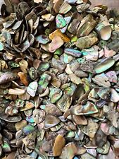1/4LB Abalone PAUA Shells XS 1/8”-1/2” Reiki Healing Seashells Sorted picture