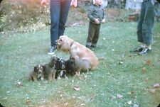 1963 Boys Kids Playing with Puppies Dog Green Grass Cold 60s #2 Vtg 35mm Slide picture