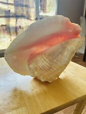 Large 8” X 7” Horned Conch Shell Seashell Nautical Sea Beach Theme Decor picture