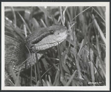 @Col The Green Wall ’69 SNAKE IN THE GRASS VERY RARE  picture