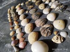 Natural Sea Shells Lot Of Tiny Beautiful Genuine Sea Shells  Craft 100pcs picture