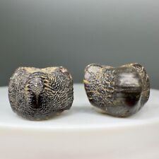 Pair of  Fossil Extinct PTYCHODUS ANONYMUS  Shark Teeth - Wyoming picture