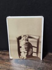 Kitty Cat Antique Circa 1890s Cabinet Card New York NY L Alman Photography CDV picture