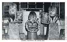VINTAGE POSTCARD ANIMAL TRAINING AT ST. LOUIS ZOO 1947 CHROME picture
