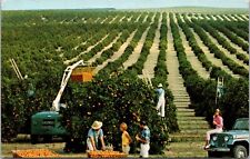 Postcard The Golden Harvest Picking Boxes And Equipment Florida [cj] picture