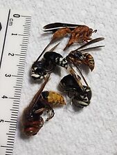 Mixed Hymenoptera from Kentucky Vespa Polistes 5 Hornets Wasps Insect Pepsis picture