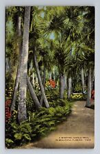 FL-Florida, A Scenic Winding Jungle Trail, Antique Vintage c1955 Postcard picture
