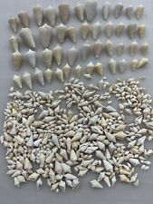 Lot Of 500 Conus spurius / Cone Shells / Alphabet Shells / Conch / Seashells picture