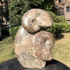 5.36LB TOP Natural Beautiful ammonite fossil conch Crystal specimen heals 2102 picture
