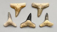 Beautiful group of 5  Lemon Fossil Shark Teeth - Sarasota, FL picture