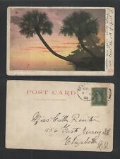 1908 PALMETTOES OF FLORIDA UDB UNDIVIDED BACK POSTCARD picture