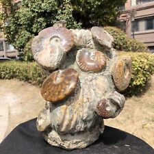 14.56LB TOP Natural Beautiful ammonite fossil conch Crystal specimen heals 818 picture