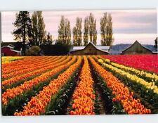 Postcard Tulip Town, Mount Vernon, Washington picture