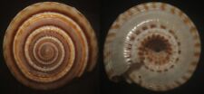 Tonyshells Seashells Architectonica perspectiva UNUSUAL PATTERN clear or perspec picture