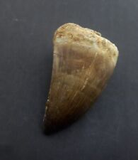 1.9Inches Rare Mosasaur Tooth Fossil Prognathodon  teeth Morocco Fossilized #B14 picture
