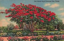 FL Florida, Royal Poinciana Tree, Colorful Red, Vintage Postcard picture