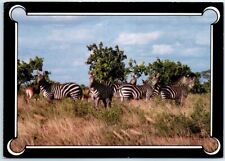 Postcard - Zebra - Tanzania, Africa picture