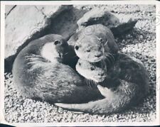 1952 London England Zoo Sleeping Otters Do Not Like the Intrusion Press Photo picture