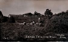 VINTAGE PHOTO;CHINESE THRASHING BEANS IN CHEFOO, CHINA;CIRCA 1912 picture