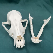 1pcs resin dog skull, animal skull, teaching model, home decor picture
