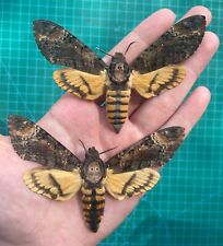 2 Real Moth Taxidermy Insect Death Skull Moth Oddities Wall Art Goth Decor picture