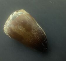 1.9 Inches Rare Mosasaur Tooth Fossil Prognathodon  teeth Morocco Fossilized  picture