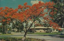 Postcard FL Florida's Beautiful Royal Poinciana Flowers Trees in the World picture