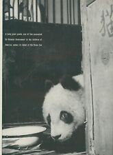 1942 Baby Giant Panda Bronx Zoo Gift From China Crate Vintage Print Story L16 picture